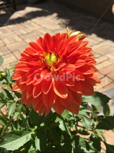 한떨기,진홍,꽃,붉은색,달리아,flower,dahlia,식물,자연,plants,nature,꽃,flower