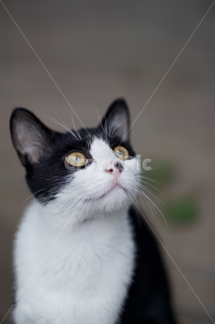 고양이,얼룩이,동물,포유류,펫,애완동물,눈동자,산책,길거리,동물,animal,포유류,mammal,고양이,cat,kitten,kitty