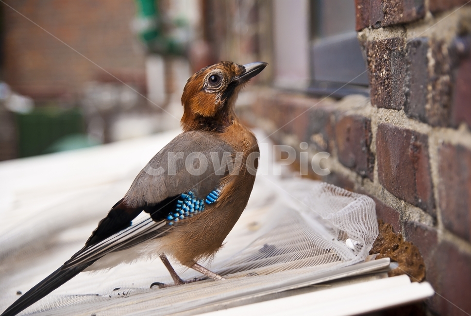 새,동물,bird,귀여운,cute,동물,animal,조류,새,birds