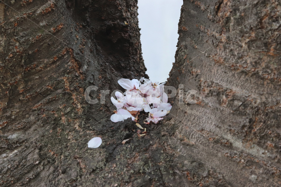 봄,벚꽃,감성적인,꽃잎,감성,자연,spring,blossom,emotional,hand,따뜻한,petal,natural,나무,tree