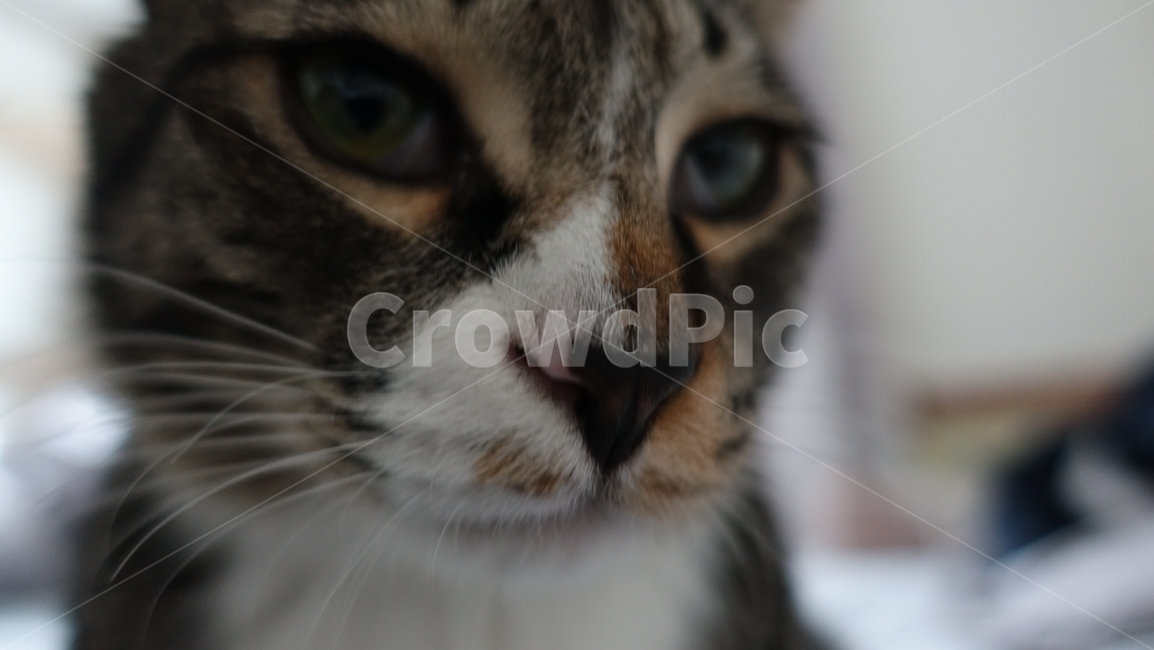 고양이,코숏,코숏고등어,애완동물,동물,동물,animal,포유류,mammal,고양이,cat,kitten,kitty