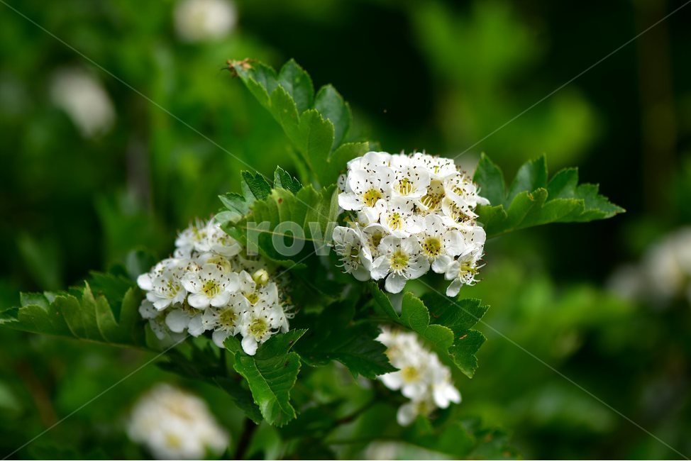 산사나무,야생화,꽃,식물,자연,생태,플라워,flower,plants,nature,식물,자연,plants,nature,꽃,flower