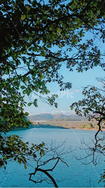 tree,plant,식물,water,물,옥외,outdoors,nature,저수지,강가,바다,오션,뷰,파란하늘,느낌,나무,나무그늘,공원,야외,풍경,감성,컬러,색감,구름,하늘