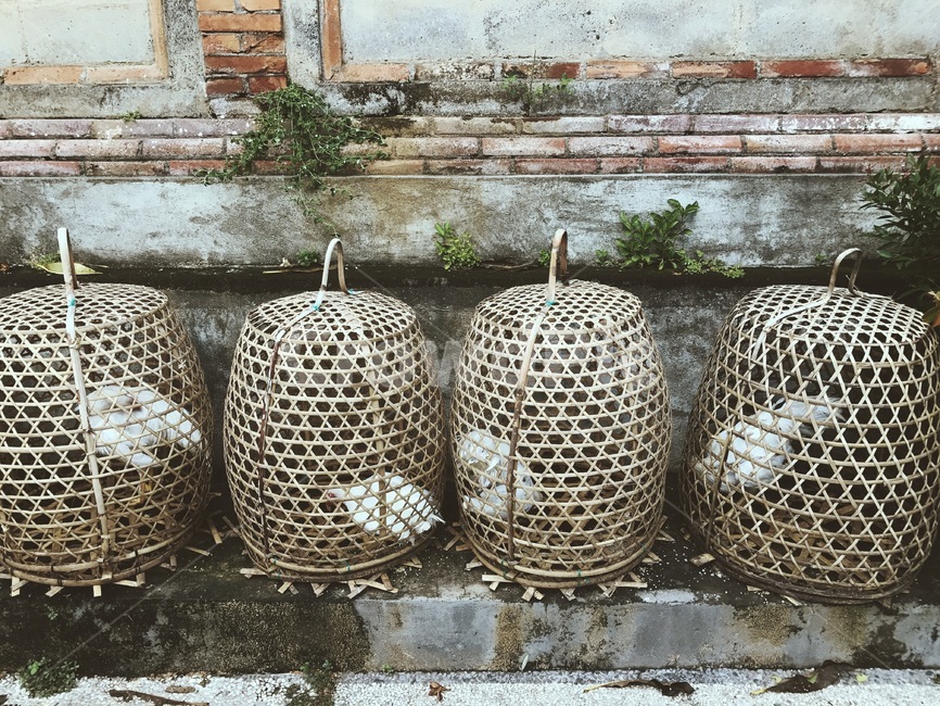 발리,닭,양식,관광,치킨