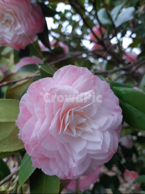 꽃,plant,식물,flower,동백