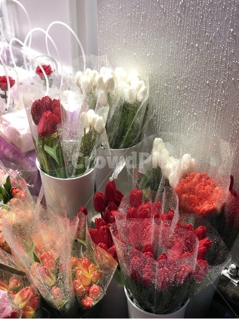 비,꽃,빗방울,장미,튤립,꽃,flower,기념일,축하,anniversary,congratulation,celebrate,celebration