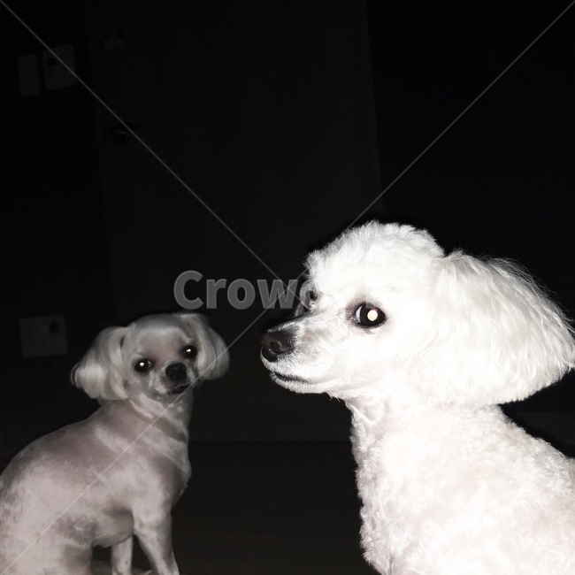 반려견,반려동물,강아지,개,애완견,애완동물,애견,per,dog,puppy,동물,animal,포유류,mammal,개,강아지,dog,doggy