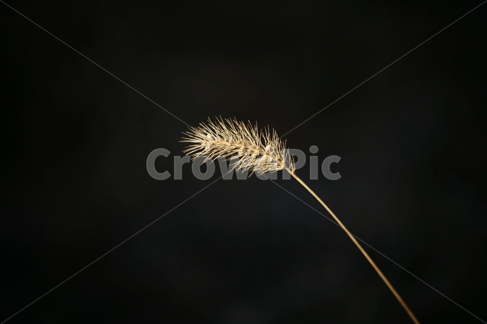 야생,들판,강아지풀,매크로,접사,식물,자연,plants,nature