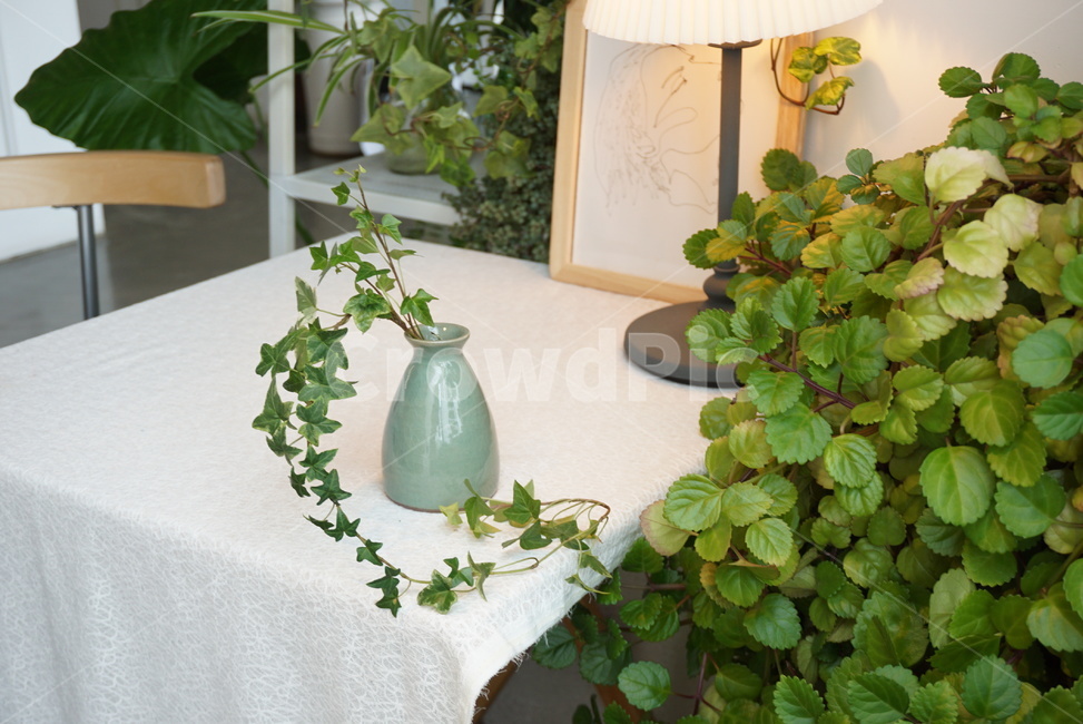 도자기,pottery,plant,식물,플랜테리어,planterior,도자기작품,화병,vase,식물,자연,plants,nature