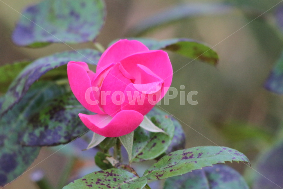 장미,꽃,식물,정원수,rose,식물,자연,plants,nature,꽃,flower