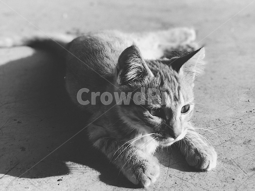 캣,고양이,새끼고양이,cat,흑백,감성사진,흑백사진,흑백,모노톤,monochrome,black and white