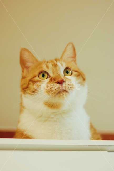 고양이,아래에서,정면,무늬,복스러운,동물,animal,포유류,mammal,고양이,cat,kitten,kitty