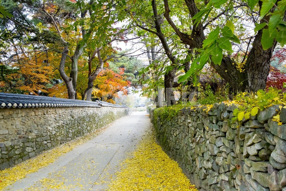 단풍골목길,외암마을포토포인트,외암민속마을,가을,만추,돌담길,가을,계절,fall,autumn,season,시골,마을,풍경,landscape,country,rural,town,골목길,alley,한국전통,한국문화,korean traditional,korean culture,tree,나무,plant,식물