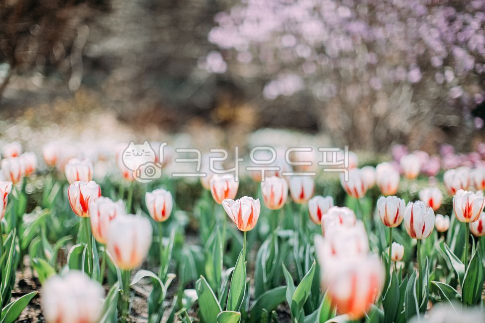 Tulip,plant,garden,park,flower