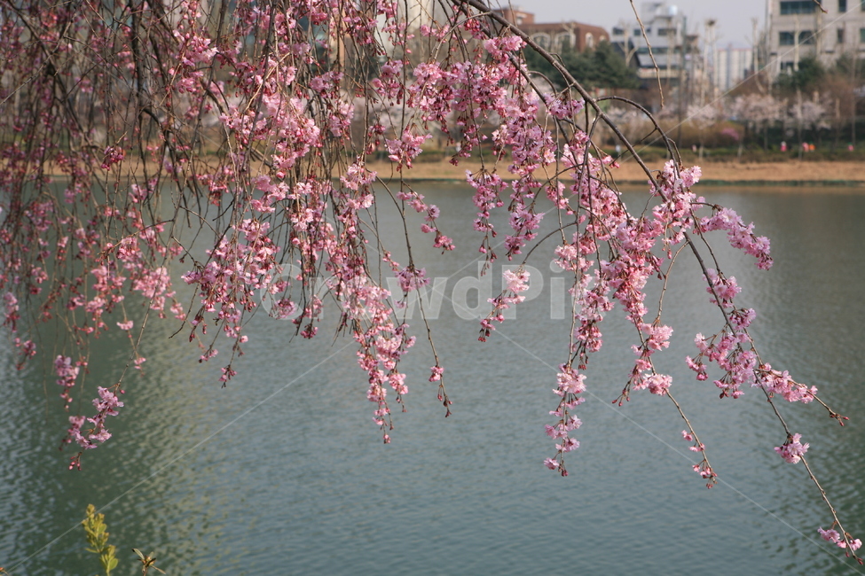 봄꽃,수양벚꽃,석촌호수,송파구,송파의꽃,식물,자연,plants,nature,꽃,flower