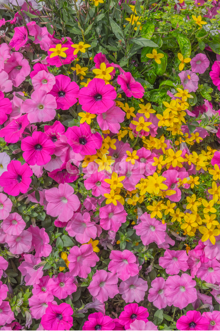나팔꽃,개나리,꽃,꽃다발,자연,노란꽃,분홍꽃,flower,식물,자연,plants,nature,꽃,flower