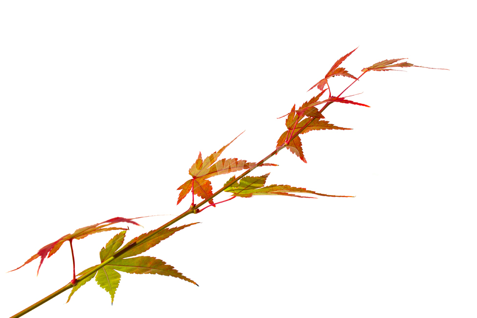 가지,잎사귀,나뭇가지,잎,이파리,단풍,나뭇잎,흰배경,줄기,자연,식물,단풍잎,주황색,컬러풀,가을,녹색,그린,초록색,빨강,레드,빨간색