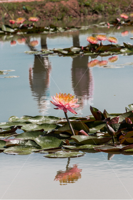 수련,반영,문양,연못,습지,식물,자연,plants,nature,꽃,flower