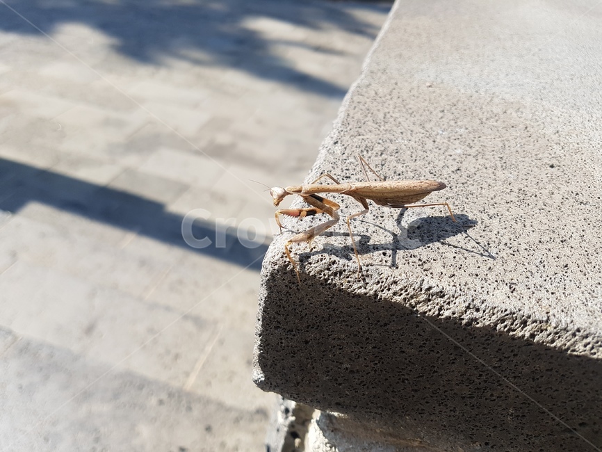 사마귀,자연물,곤충,한낮,포커스,곤충,벌레,insect,bug