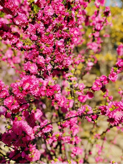 plant,식물,봄,꽃,flower