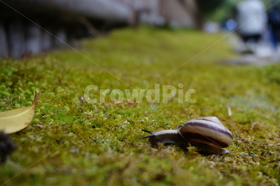 달팽이,접사,이끼,아웃포커싱,동물,생물,snail,동물,animal