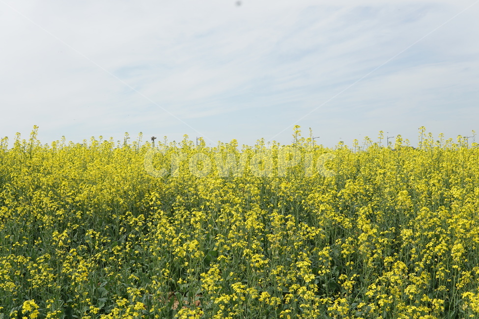 유채꽃,봄,꽃,spring,flower