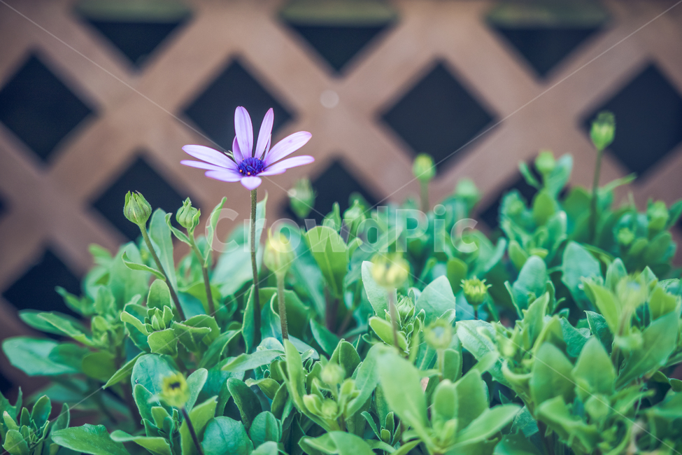 꽃,집,화단,flower,그린,spring,봄,식물,자연,plants,nature,꽃,flower