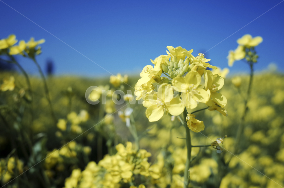 유채꽃,유채,봄꽃,봄,노란꽃,yellow,green,flower,꽃,plant,식물,초록