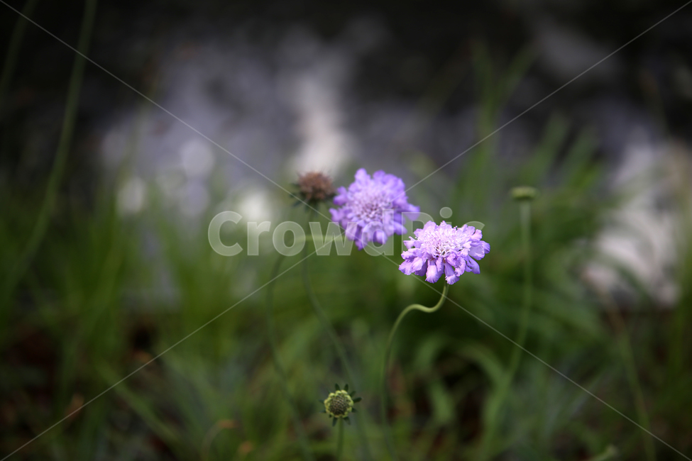 꽃,보라색,자연,감성,flower