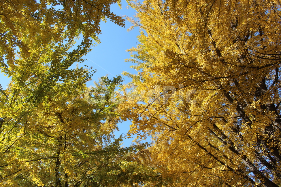 가을,풍경,단풍,은행,은행나무,가을,계절,fall,autumn,season,자연,풍경,nature,landscape,tree,나무,plant,식물