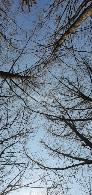 나무줄기,나무,식물,tree,treetrunk,하늘