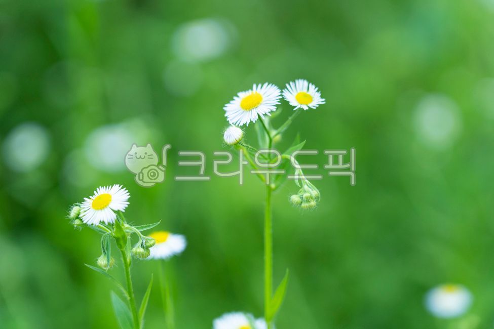 plant, 식물, daisy, blossom, 데이지, 사진,이미지,일러스트,캘리그라피 - Seombaegi작가