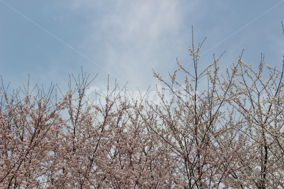 벚꽃,자연,감성,봄,dslr,하늘,벚꽃종류,봄,계절,spring,season,자연,풍경,nature,landscape,식물,plants,꽃,flower