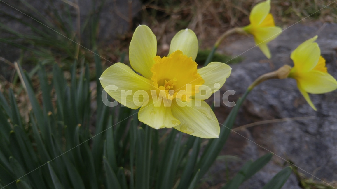 수선화,daffodil,꽃,flower,plant,polyanthus,lentlily,blossom