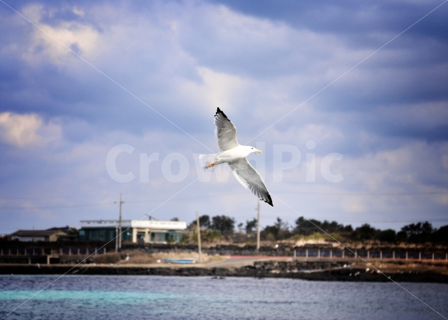 갈매기,바다새,제주도바다,제주도,바다,동물,animal,조류,새,birds
