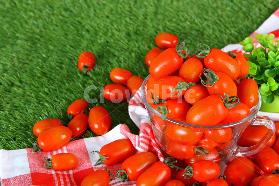 토마토,대추방울토마토,과일,야채,식품,신선,음식,빨간,tomato,jujubetomatoes,fruits,vegetables,fresh,food,red,음식,식재료,요리,food,cook,meal,dishes,food reserves,과일,열매,fruit,채소,야채,vegetables