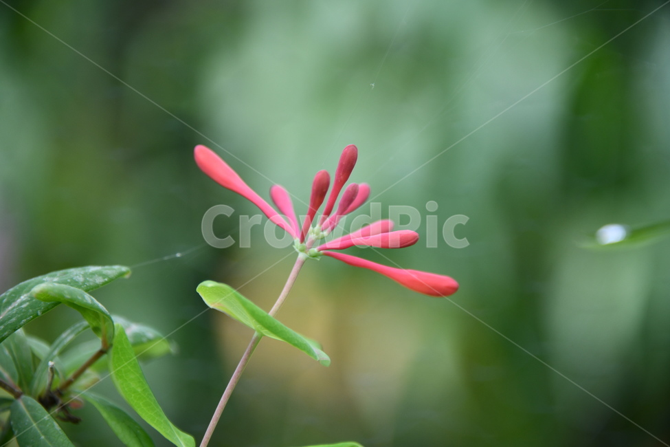 꽃,자연,식물,야생화,nature,flower,감성,feeling,배경,백그라운드