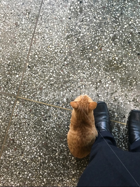 길고양이,친구,따뜻함,의지,동료,동물,animal,포유류,mammal,고양이,cat,kitten,kitty