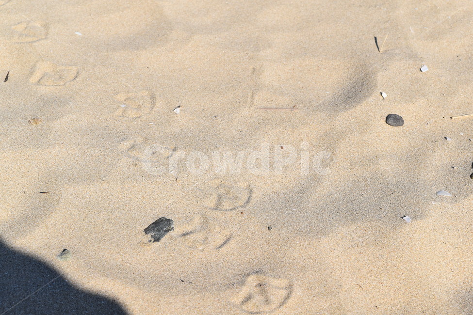새발자국,모래,모래사장,해변,해안,바다,footprint,beach,sand,해변,바다,beach,sea