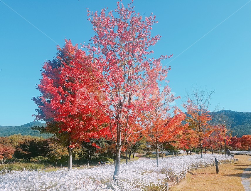 단풍,maple,나무,가을,빨강,자연,가을,계절,fall,autumn,season,자연,풍경,nature,landscape,tree,plant,식물