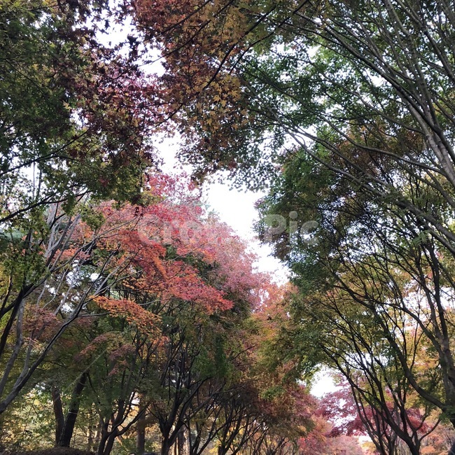 길,길거리,나무,풍경,단풍,단풍잎,단풍거리,tree,maple