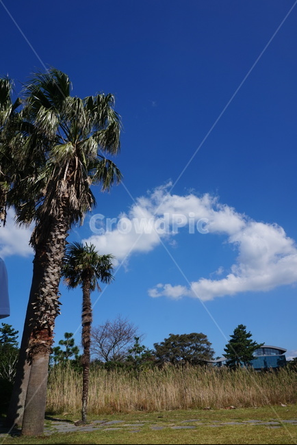 여름,야자수,summer,하늘,파란색,구름,흰색,cloud,갈대,가을,풍경,나무,tree,나무,trees,wood