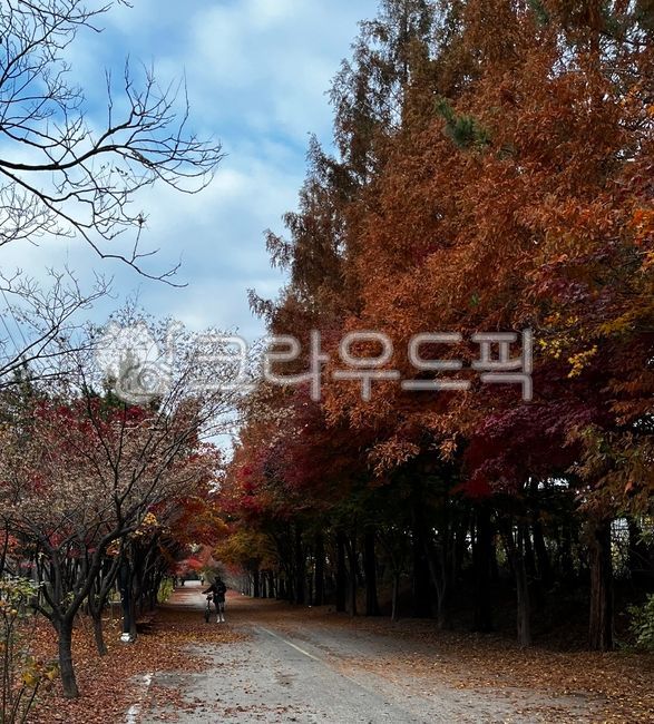 beautiful road,road,tree,pretty road,bike path,Sorae Port Road