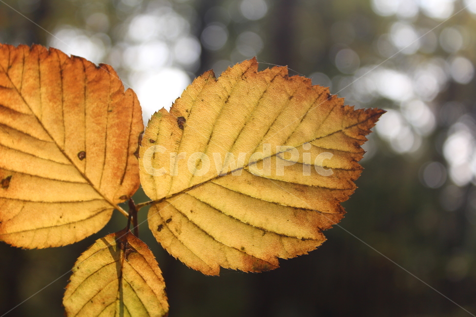 plant,식물,leaf,잎,단풍,가을,계절,fall,autumn,season