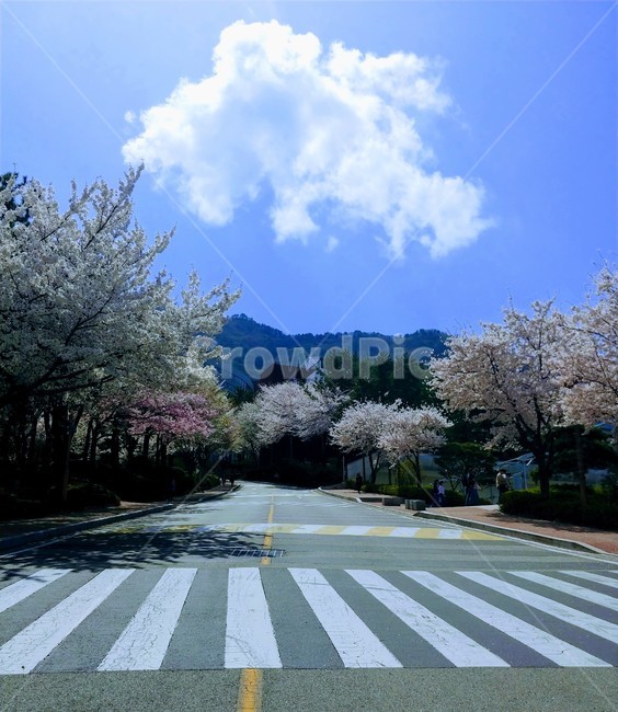 벚꽃,cherryblossom,さくら,분홍,봄
