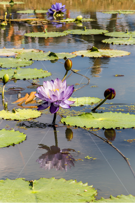 수련,꽃,연못,습지,문양,반영,식물,자연,plants,nature,꽃,flower