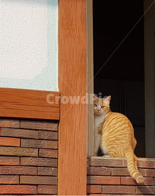동물,고양이,집,봄,햇살,자연,반려동물,애완동물,전원주택,시골,귀여운,정겨운,따뜻한,동물,animal,포유류,mammal,고양이,cat,kitten,kitty