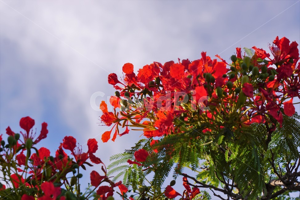 꽃,나무,자연,식물,하늘,파란하늘,flower,sky,nature,크리스마스트리나무,크리스마스트리꽃,외국꽃,열대나무,붉은꽃,redcolor,green,초록,외국자연풍경,구름,식물,자연,plants,nature,꽃,flower