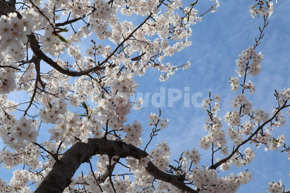벚꽃,벚꽃풍경,만개,cherryblossoms,벚꽃나무,봄,계절,spring,season,plant,식물,blossom,꽃,flower,cherry blossom