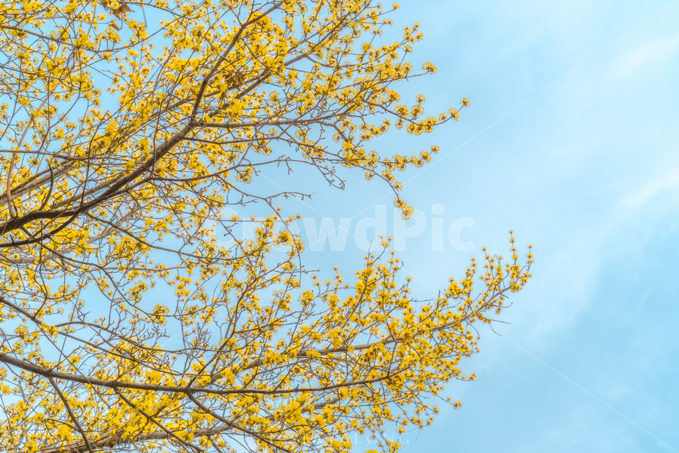 plant,식물,flower,blossom,꽃,봄,spring,봄꽃,산수유,노랑꽃,봄,계절,spring,season